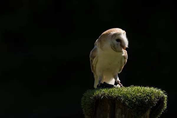 Een Schilderstuk Van Een Prachtige Uil Een Boom — Stockfoto