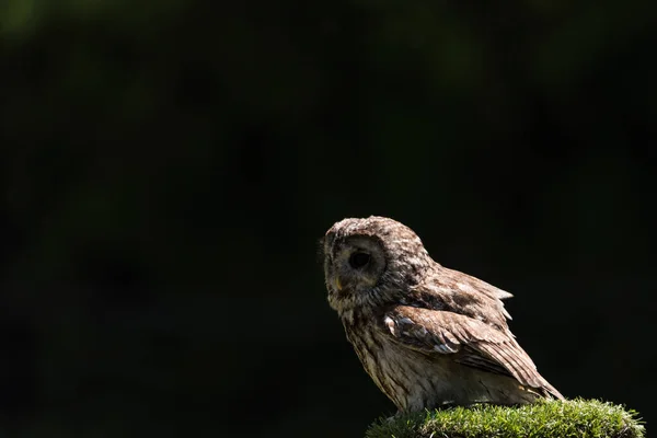 Picture Beautiful Owl Tree — Stock Photo, Image