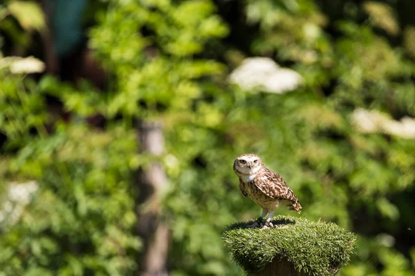 Picture Beautiful Owl Tree — Stock Photo, Image