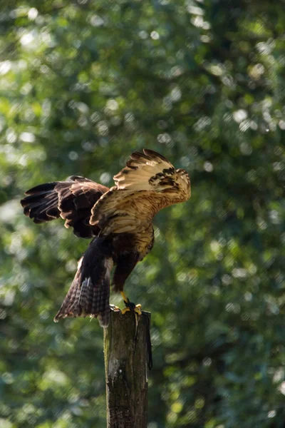 Picture Beautiful Hawk — 스톡 사진