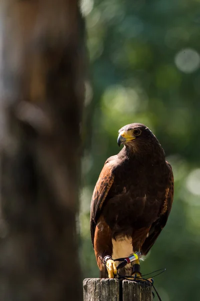 Picture Beautiful Hawk — Foto Stock