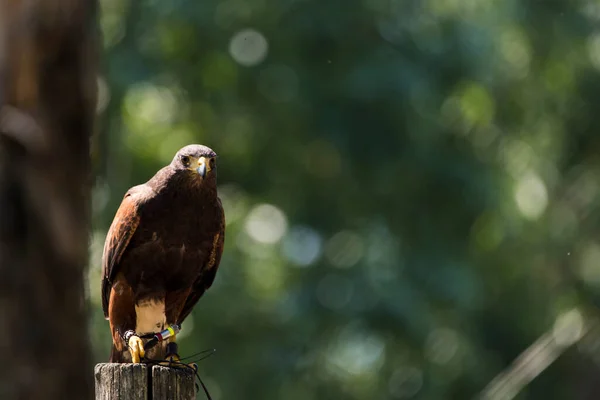 Picture Beautiful Hawk — стоковое фото
