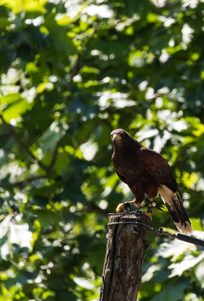 Güzel bir şahinin resmi.