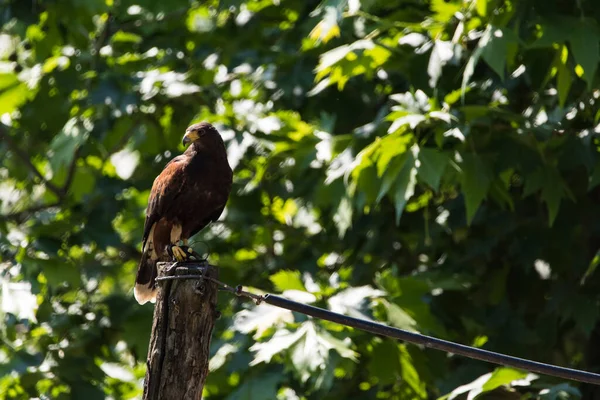 Güzel bir şahinin resmi.