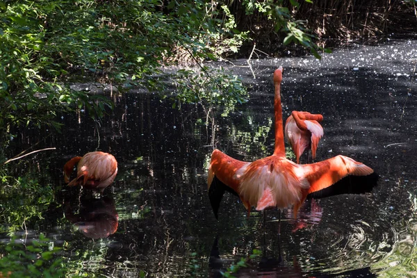 Obraz Różowych Flamingów Wodzie — Zdjęcie stockowe