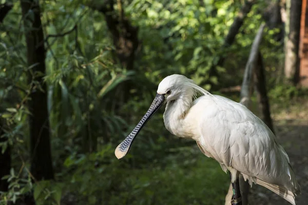 Uma Imagem Uma Bela Espátula Branca Platalea — Fotografia de Stock