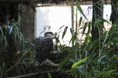 Güzel bir şahinin resmi.