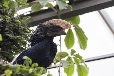 Yaprakların arasında güzel bir boynuz gagasının resmi.