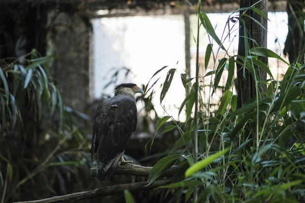 Güzel bir şahinin resmi.