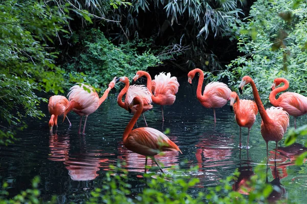 Suda pembe flamingoların resmi.