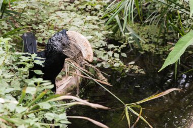 Yaprakların arasında güzel bir boynuz gagasının resmi.