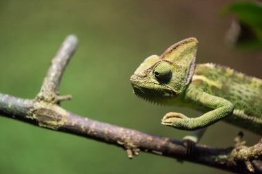 Yeşil bir bukalemun resmi.