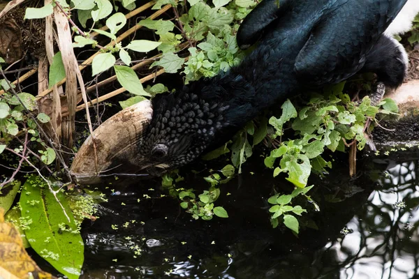 Yaprakların arasında güzel bir boynuz gagasının resmi.