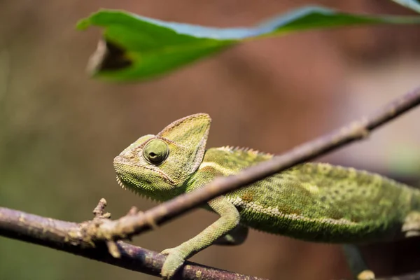 Picture Green Chameleon —  Fotos de Stock