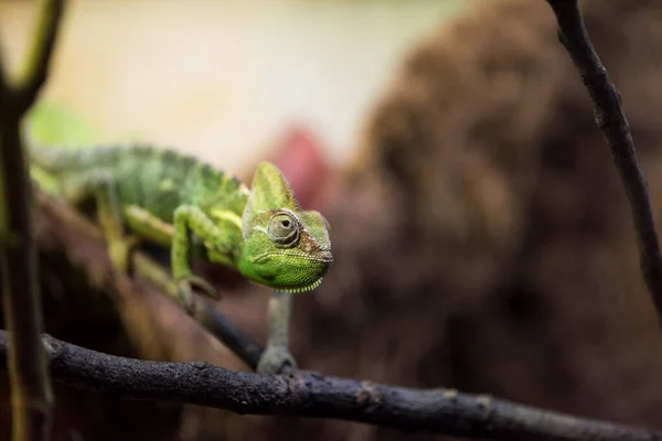 Picture Green Chameleon —  Fotos de Stock