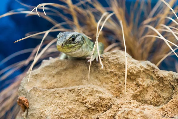 Ein Bild Einer Grünen Eidechse Die Sich Ausruht — Stockfoto