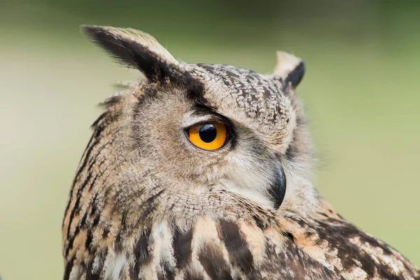 Picture Beautiful Owl Tree — Stock Fotó