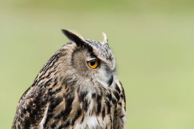 Ağaçtaki güzel bir baykuş resmi.
