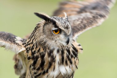 Ağaçtaki güzel bir baykuş resmi.