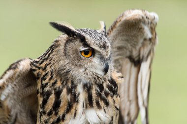 Ağaçtaki güzel bir baykuş resmi.