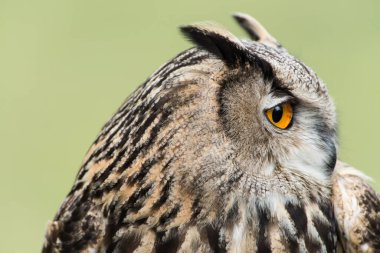 Ağaçtaki güzel bir baykuş resmi.