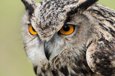 Ağaçtaki güzel bir baykuş resmi.