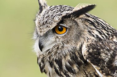 Ağaçtaki güzel bir baykuş resmi.