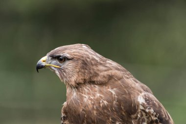 Güzel bir şahinin resmi.