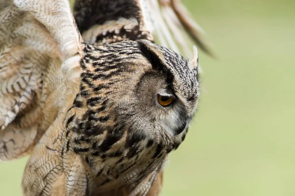 Ağaçtaki güzel bir baykuş resmi.