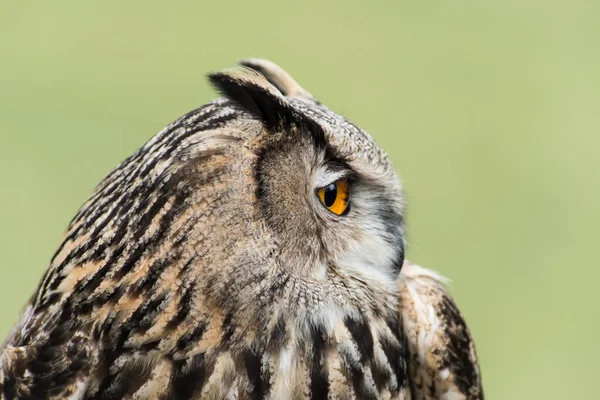 Ağaçtaki güzel bir baykuş resmi.