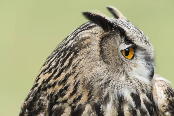 Ağaçtaki güzel bir baykuş resmi.