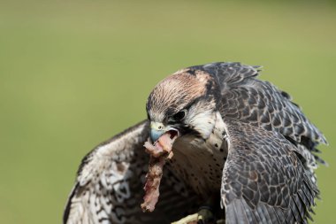 Güzel bir şahinin resmi.