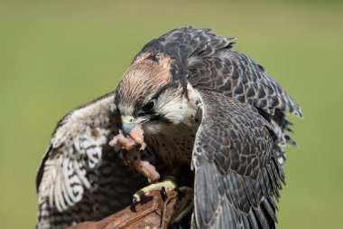 Güzel bir şahinin resmi.