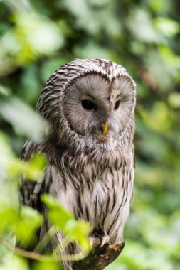 Ağaçtaki güzel bir baykuş resmi.