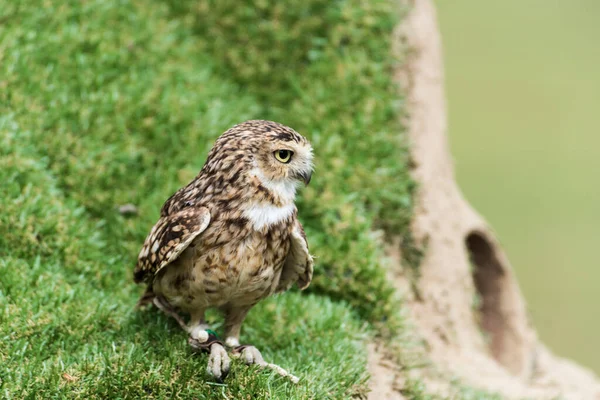 Picture Beautiful Owl Tree — Fotografia de Stock