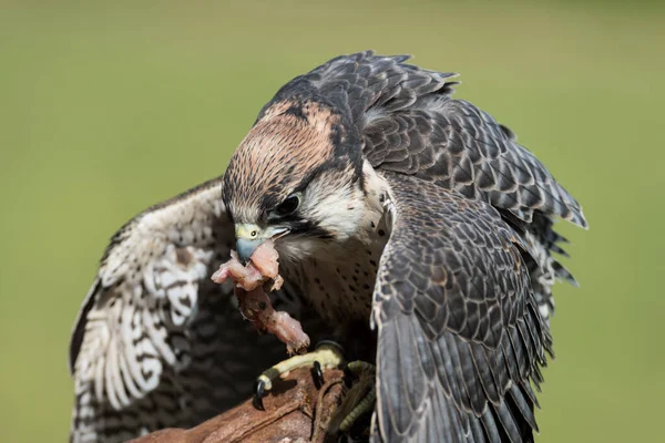 Güzel bir şahinin resmi.
