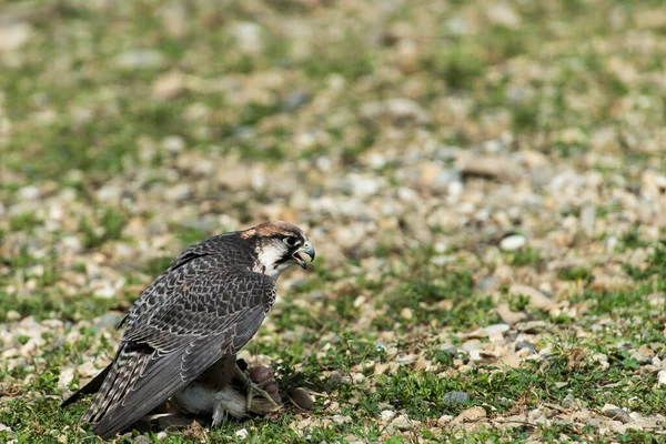 Ein Bild Von Einem Schönen Falken — Stockfoto