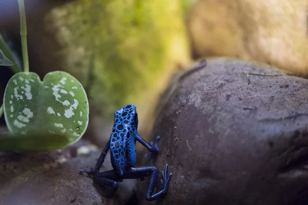 A picture of a beautiful blue and black frog