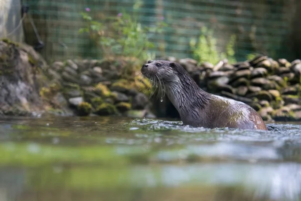 A picture of a cute otter in the water