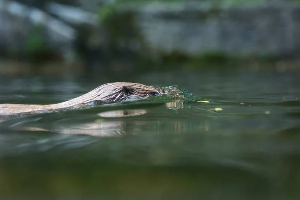 A picture of a cute otter in the water