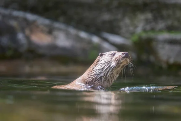 A picture of a cute otter in the water