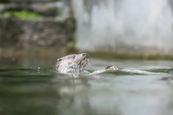 Picture Cute Otter Water —  Fotos de Stock