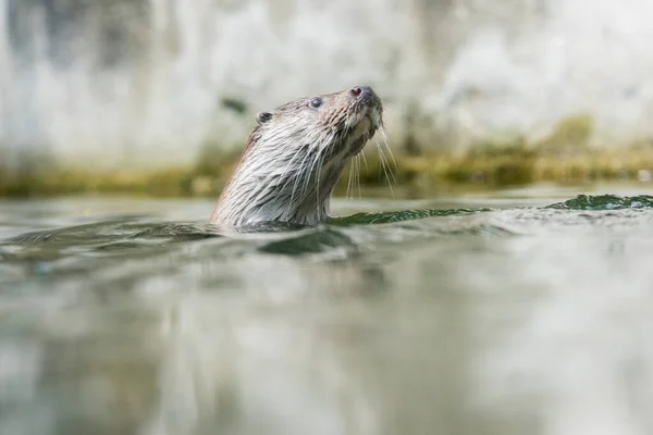 Picture Cute Otter Water —  Fotos de Stock