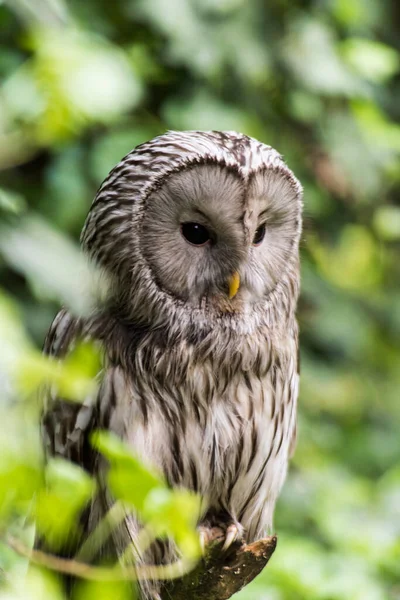 Ağaçtaki güzel bir baykuş resmi.