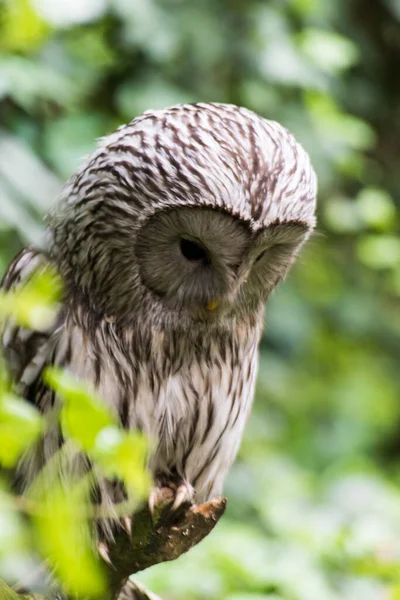 Picture Beautiful Owl Tree — Fotografia de Stock