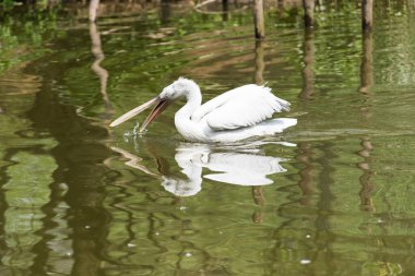 Güzel beyaz bir pelikan resmi.