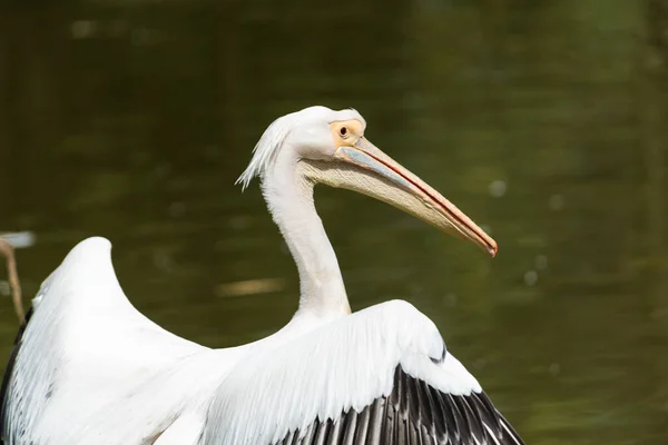 Uma Imagem Belo Pelicano Branco — Fotografia de Stock
