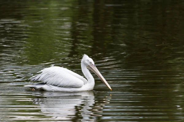 Uma Imagem Belo Pelicano Branco — Fotografia de Stock