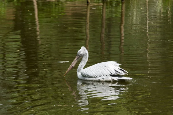 Güzel beyaz bir pelikan resmi.