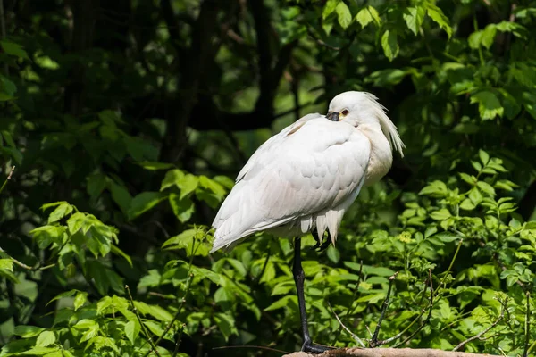 Una Imagen Una Hermosa Espátula Blanca Platalea — Foto de Stock